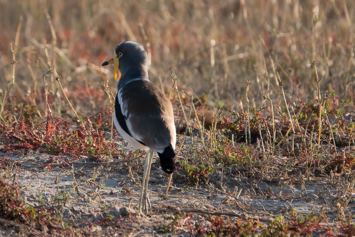 White-crowned Lapwing - Clive Oldham