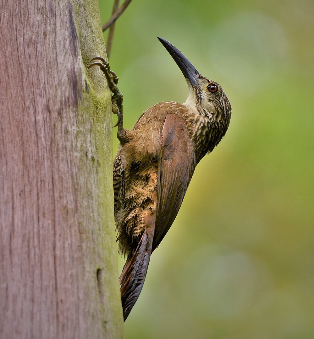 White-throated Woodcreeper - Júlio César Machado