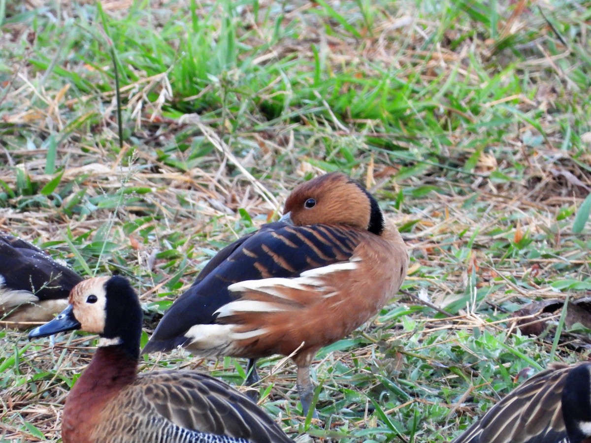 Fulvous Whistling-Duck - ML601208241