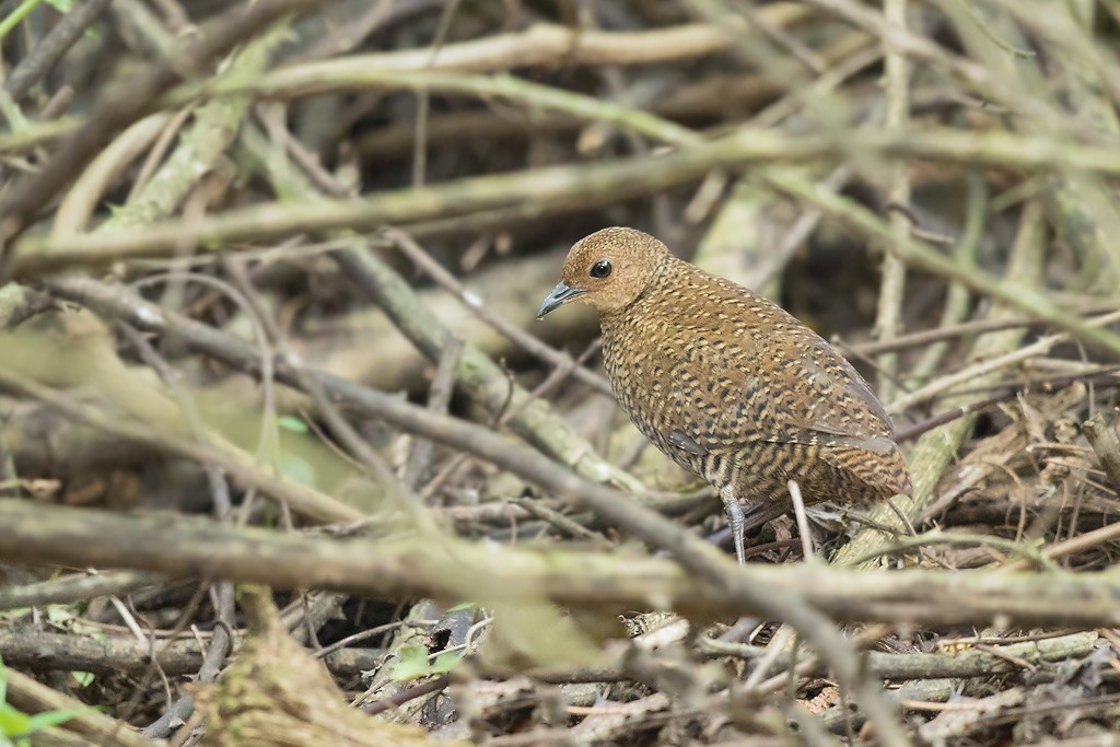 Buff-spotted Flufftail - ML601208331