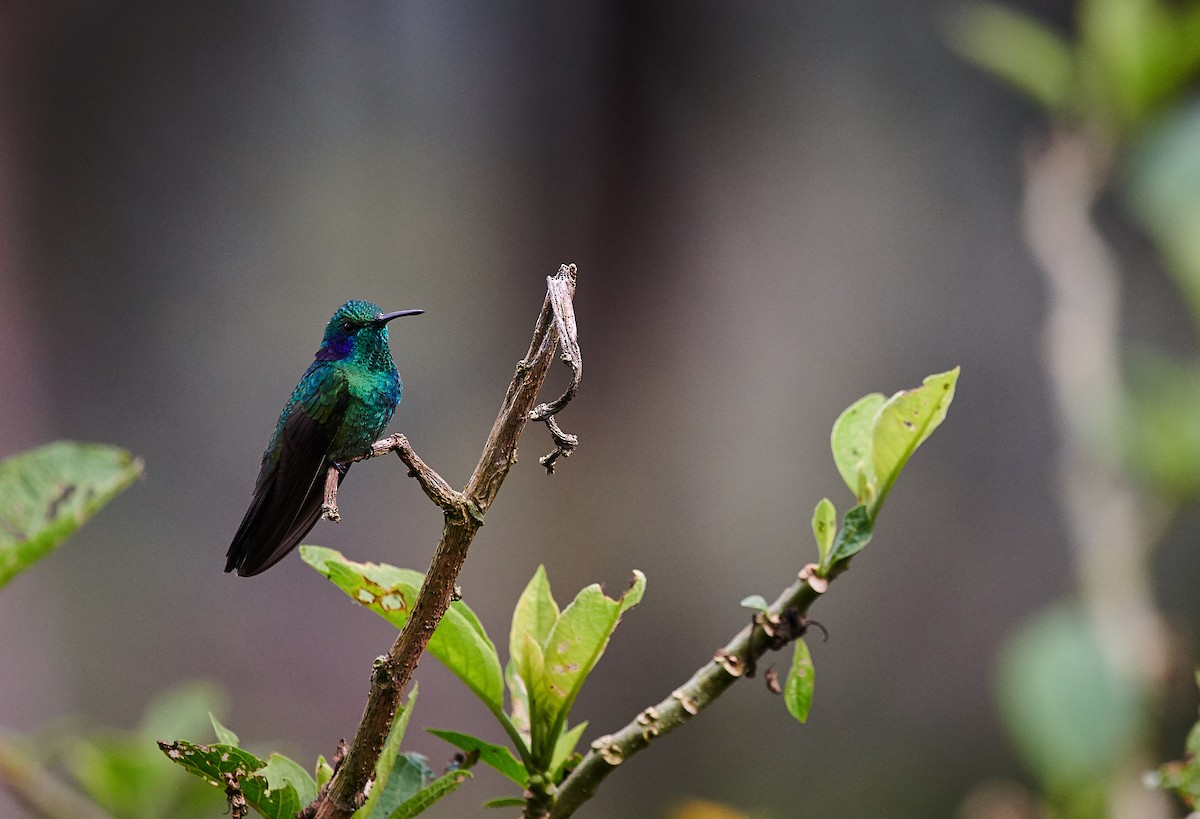 kolibřík modrouchý - ML601208651