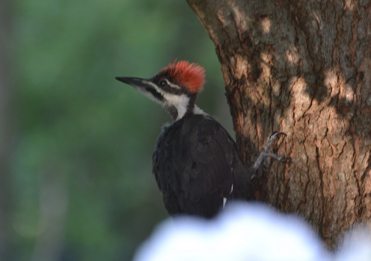 Pileated Woodpecker - Peggy Mabb