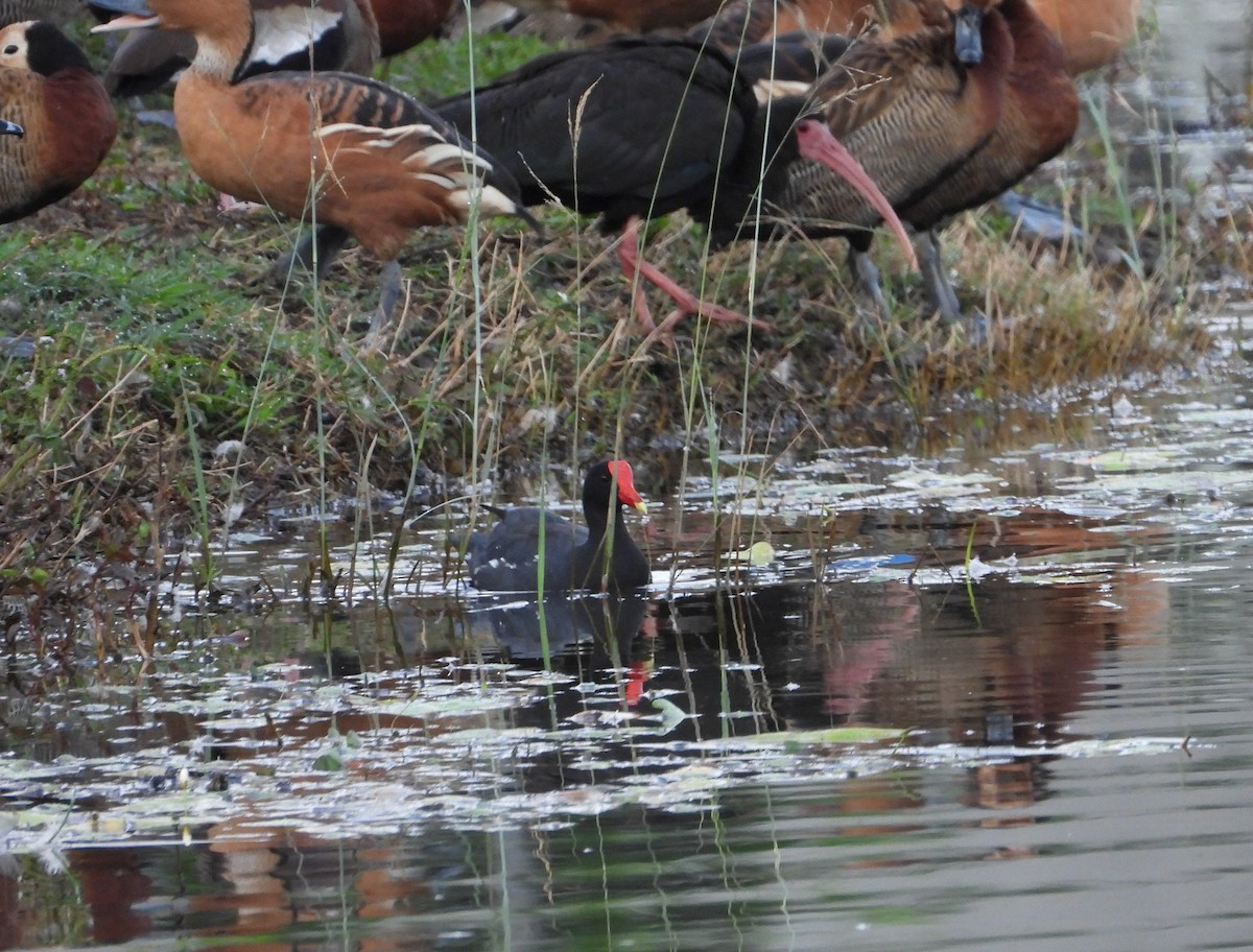 Common Gallinule - ML601209591