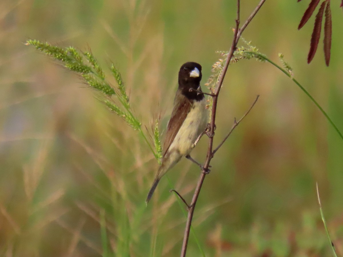 Yellow-bellied Seedeater - ML601209751