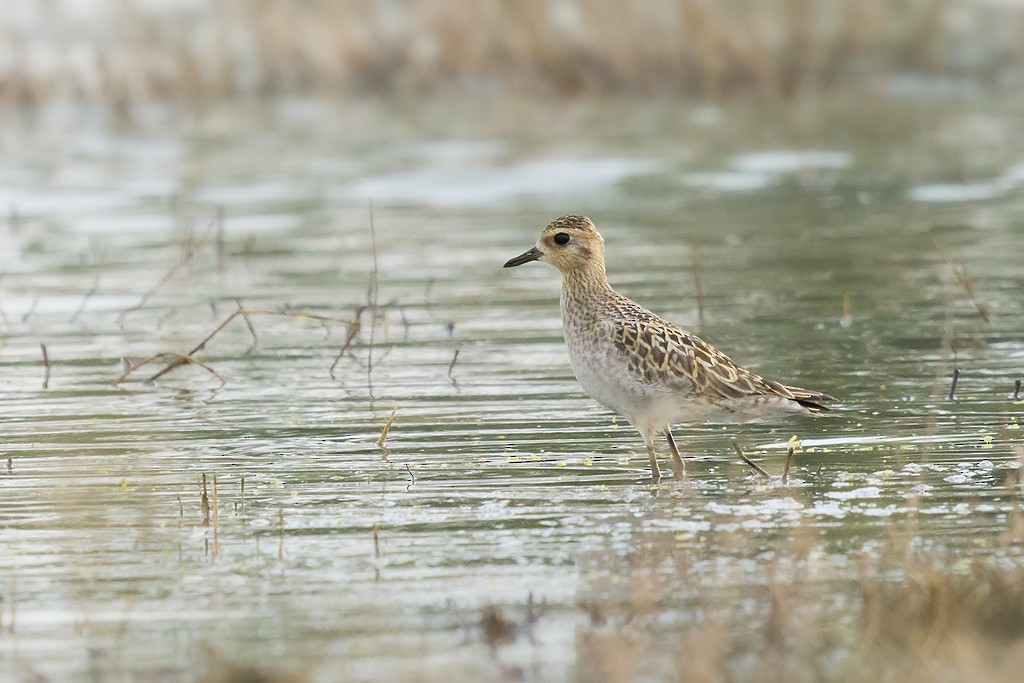 Pacific Golden-Plover - Jody de Bruyn