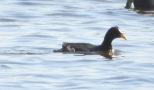 Red-fronted Coot - ML601210581