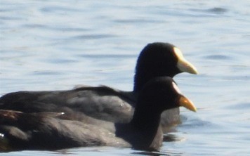 Red-fronted Coot - ML601210591