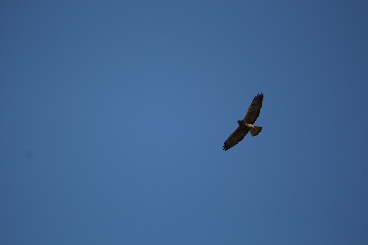 Swainson's Hawk - ML601210731