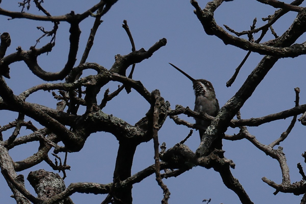 Plain-capped Starthroat - Vinicio Cruz