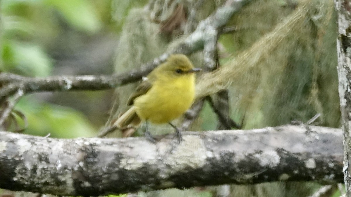 Mountain Yellow-Warbler - Jan Ekkers