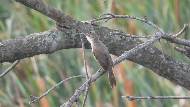 Clamorous Reed Warbler - ML601212541