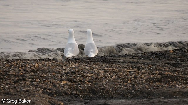 Glaucous Gull - ML601213911