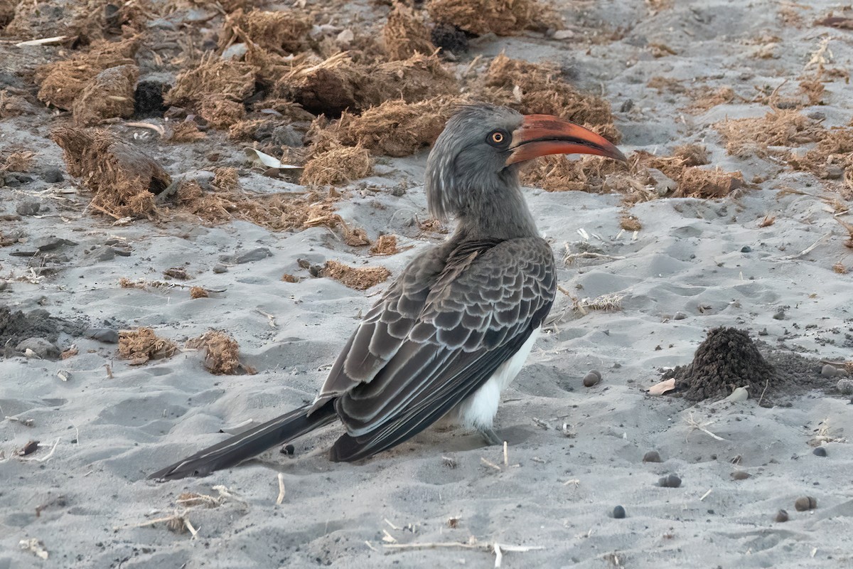 Bradfield's Hornbill - ML601213971