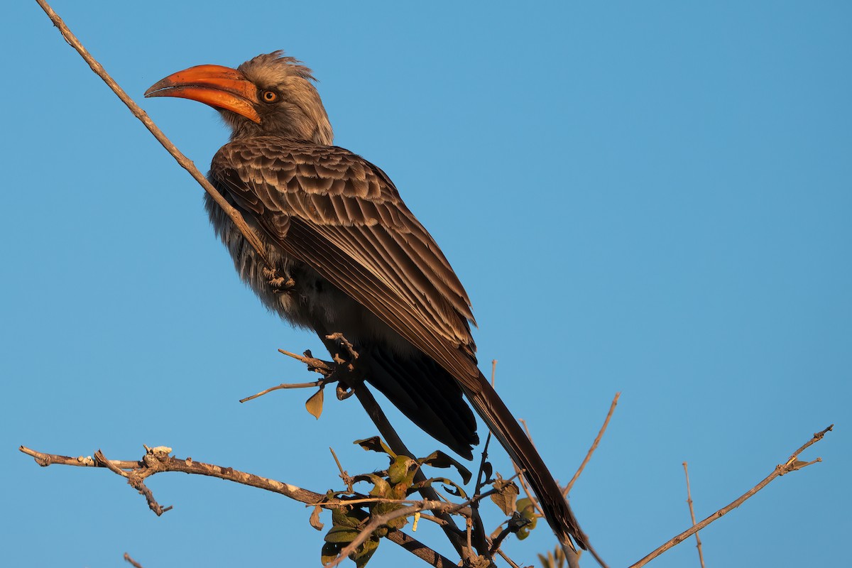 Bradfield's Hornbill - Clive Oldham