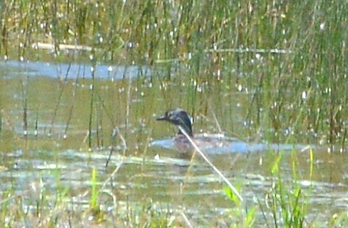 Least Grebe - ML60121451