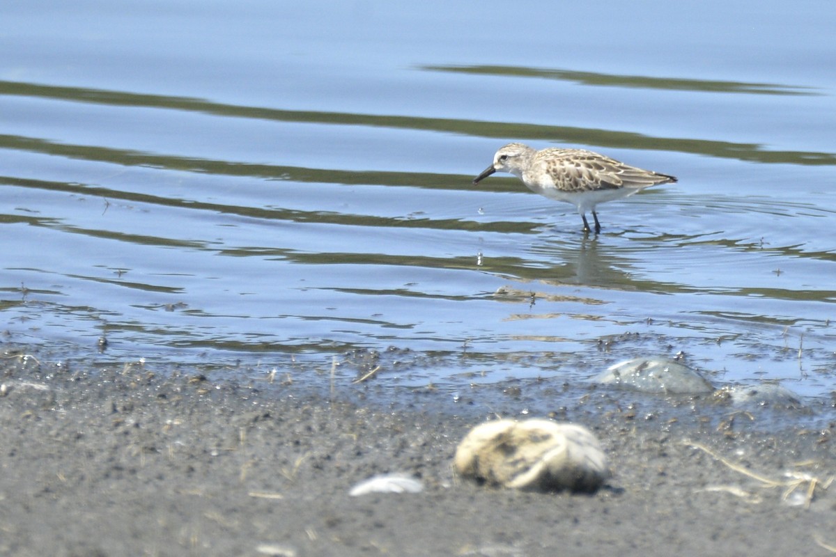 Semipalmated Sandpiper - ML601215501