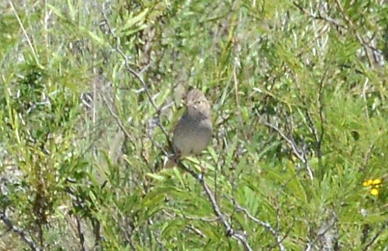 Cassin's Sparrow - ML60121551