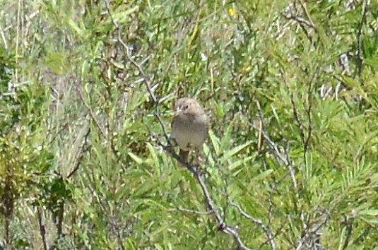 Cassin's Sparrow - ML60121561