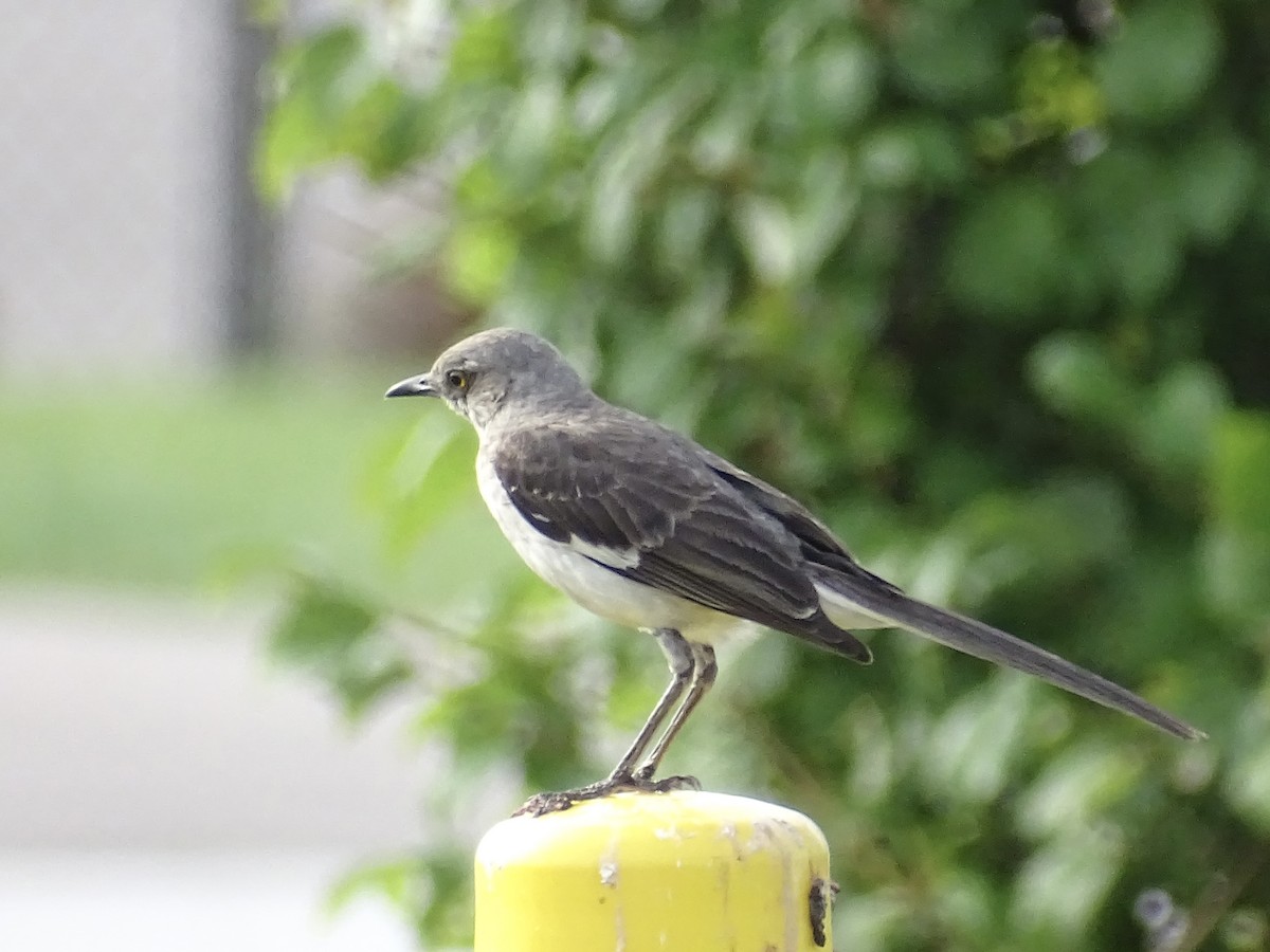 Northern Mockingbird - ML601215661