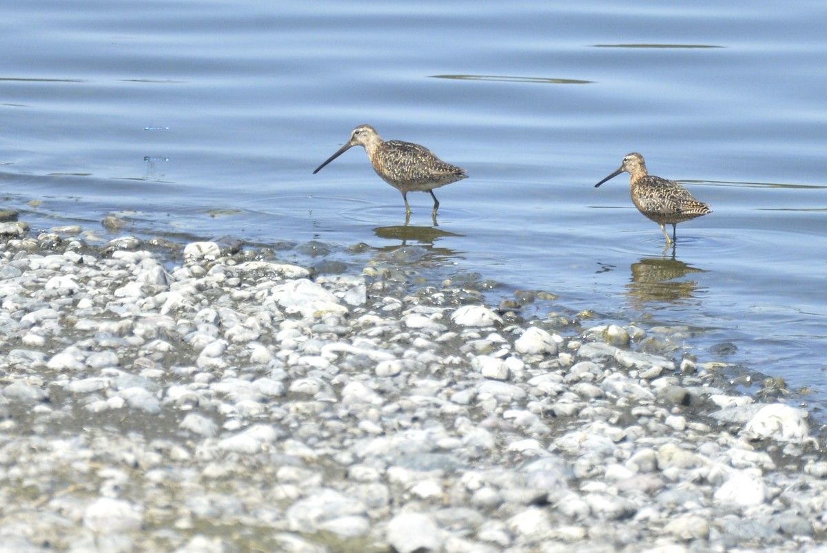 Long-billed Dowitcher - ML601215691