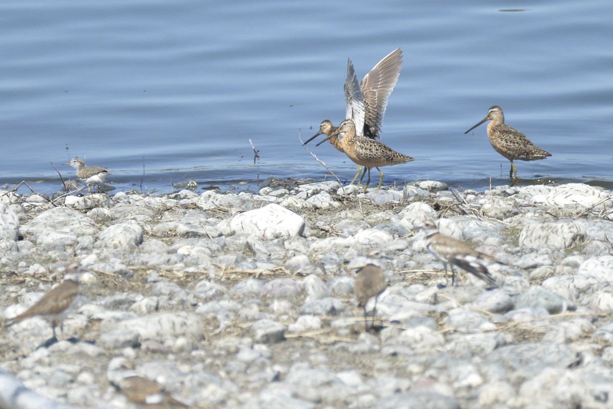 Long-billed Dowitcher - ML601215711