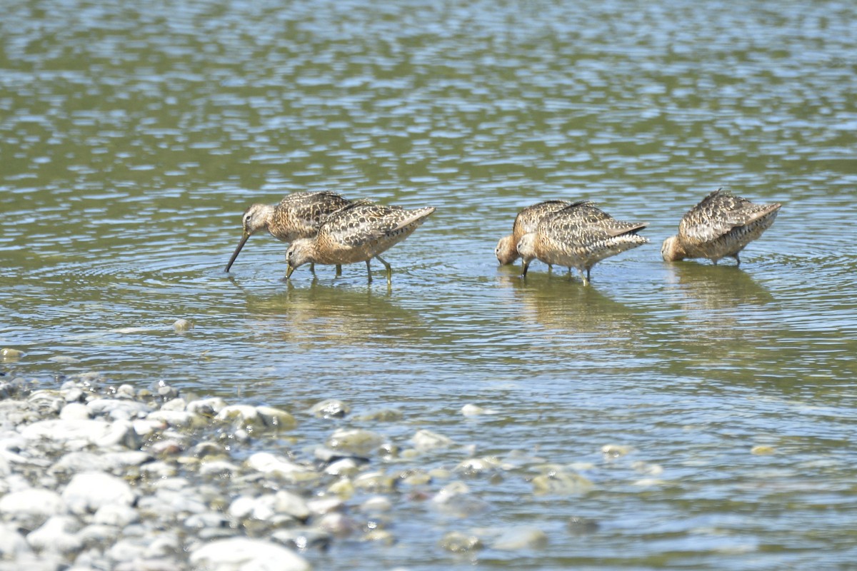 Long-billed Dowitcher - ML601215731