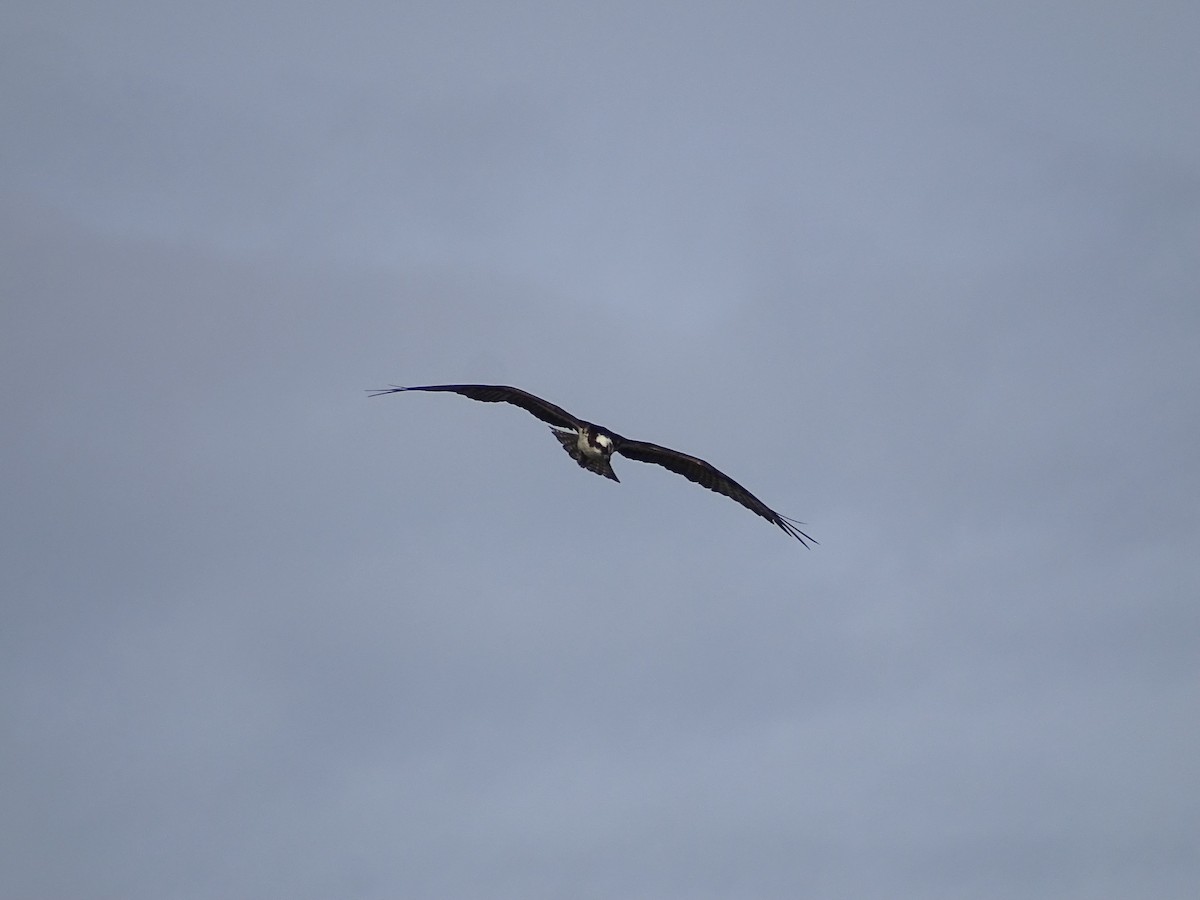 Osprey - Jeffrey Roth