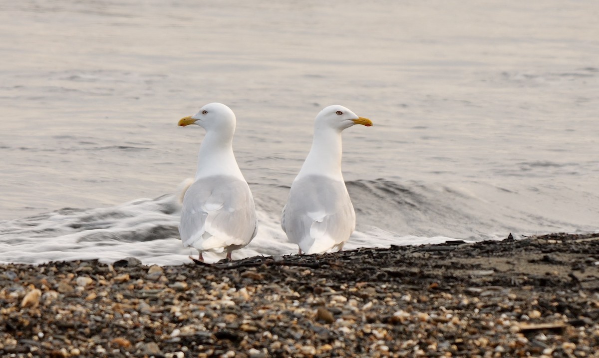 Glaucous Gull - ML601216941