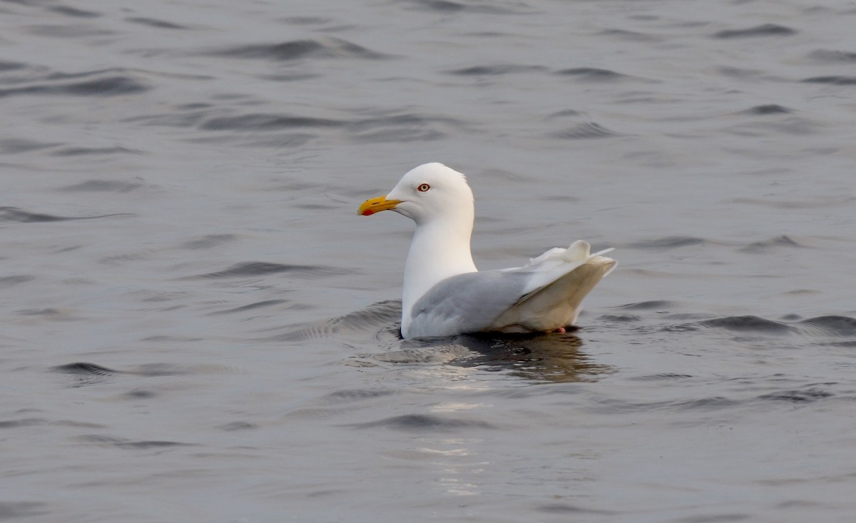 Glaucous Gull - Greg Baker