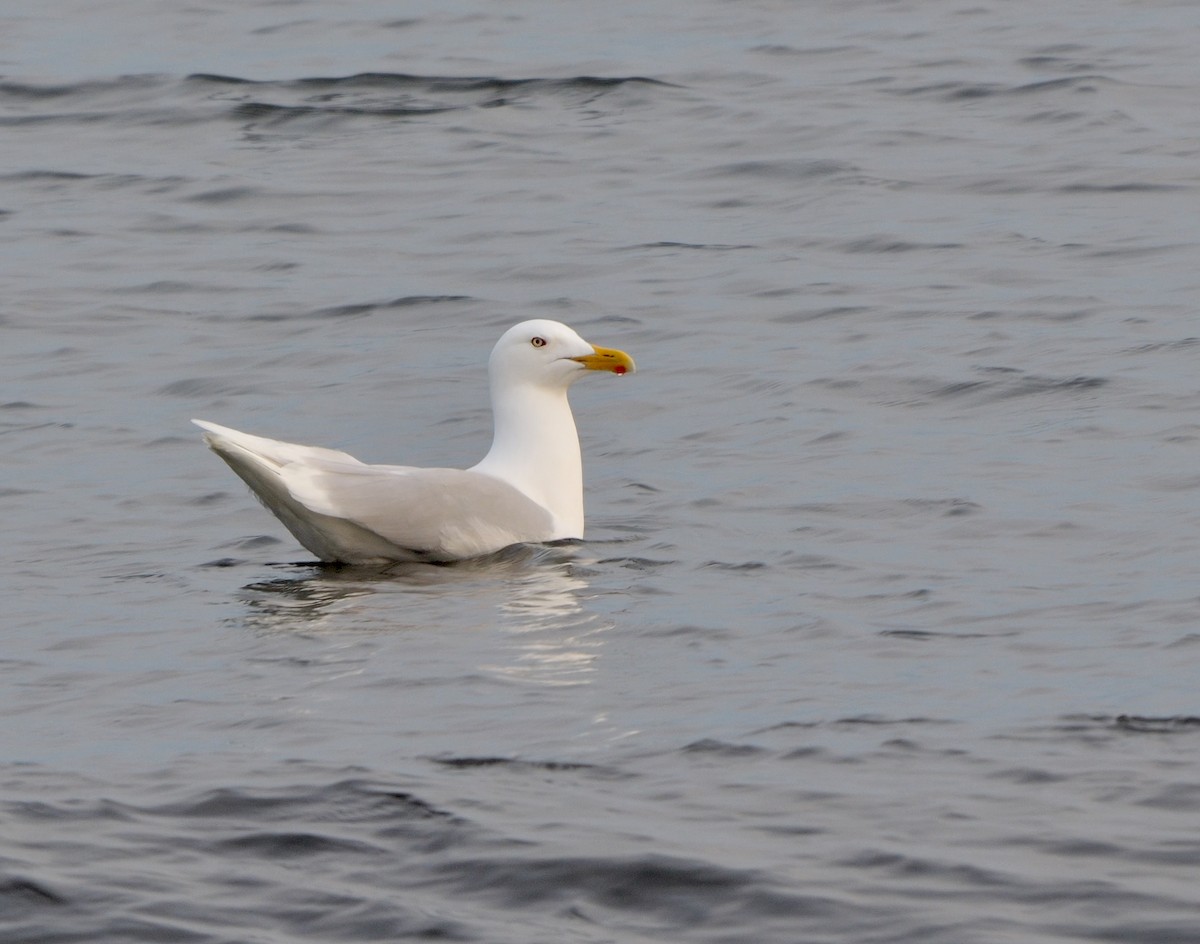 Glaucous Gull - ML601216961