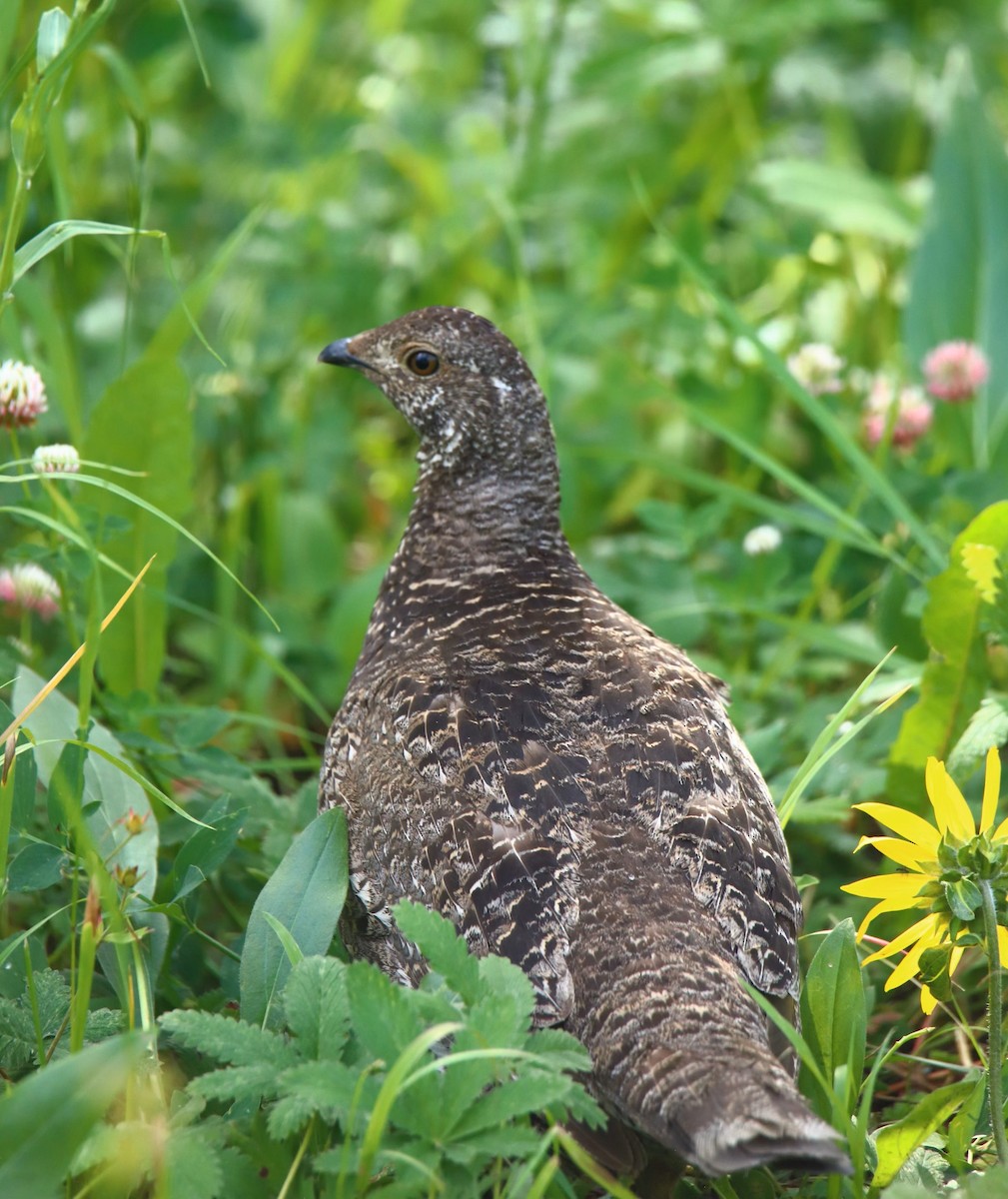 Dusky Grouse - ML601217031