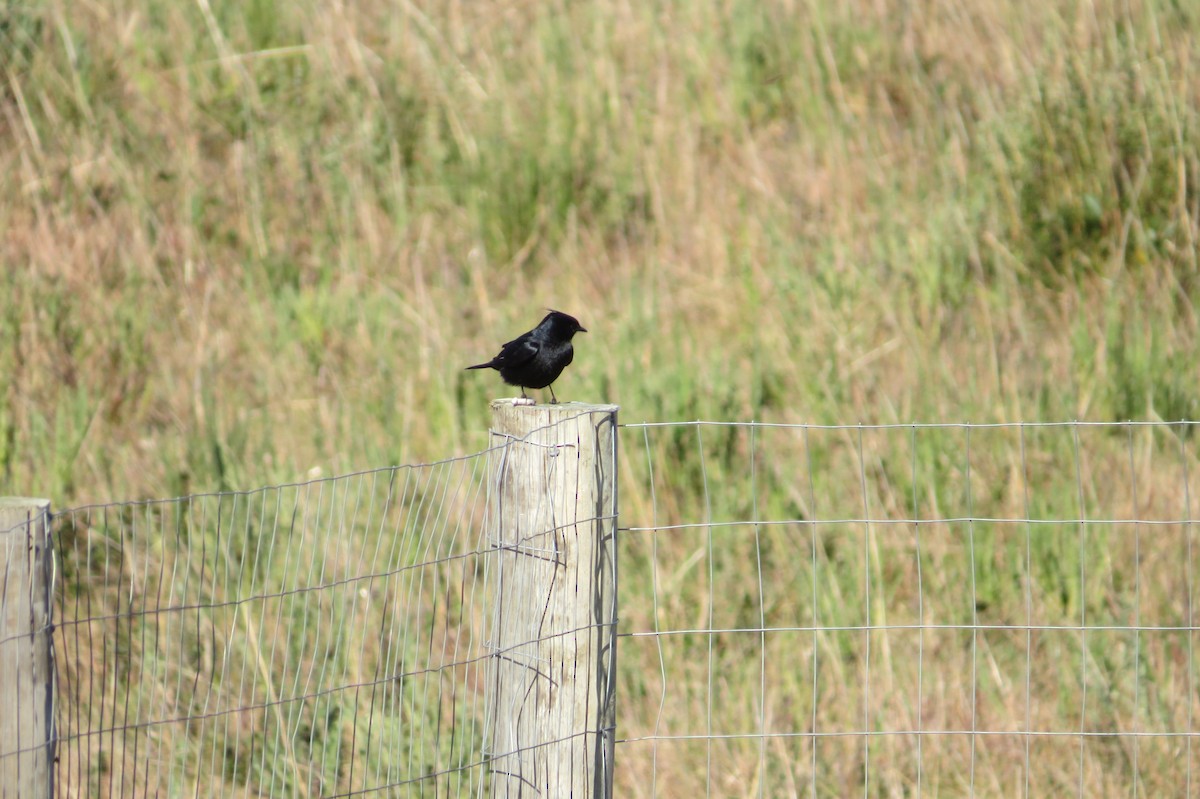 Crested Black-Tyrant - Cleberton Bianchini