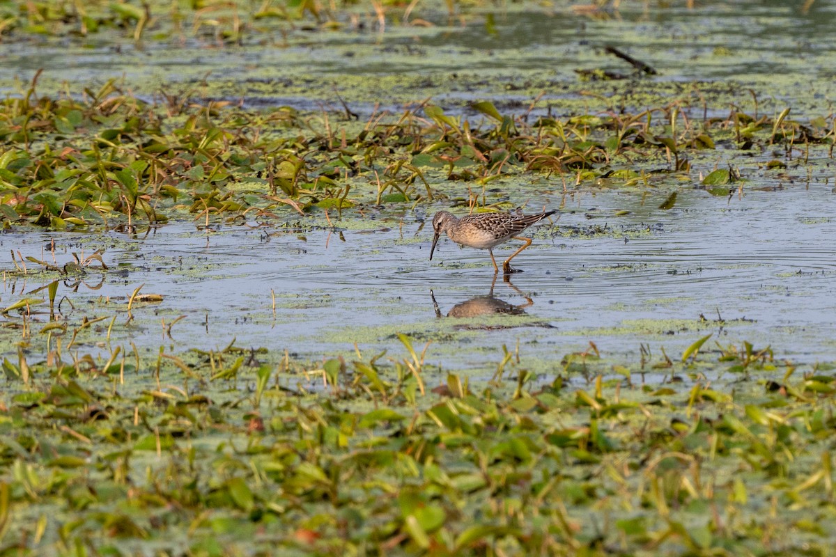 Stilt Sandpiper - ML601218171