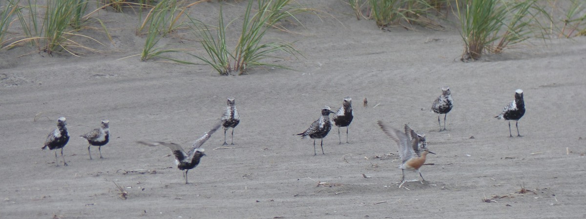 Red Knot - ML601218611