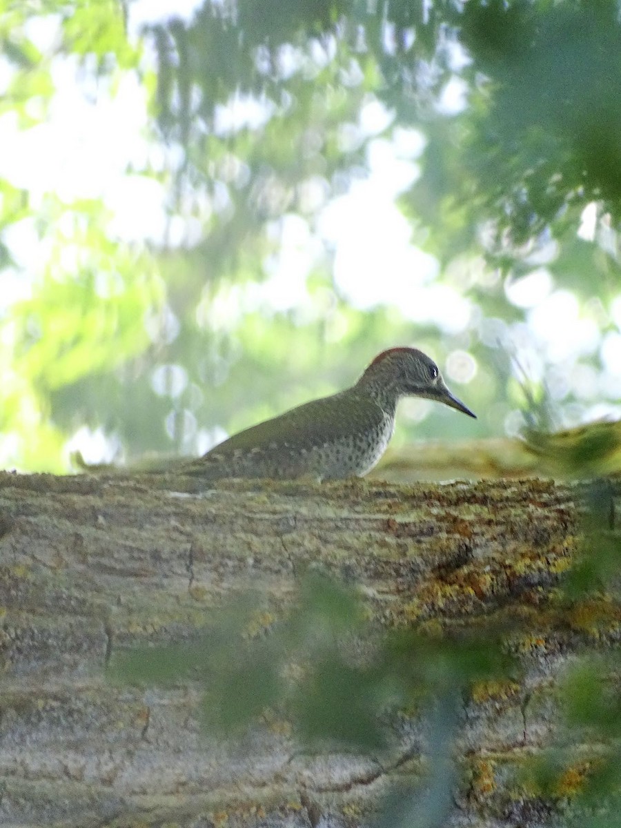 Iberian Green Woodpecker - ML601220361