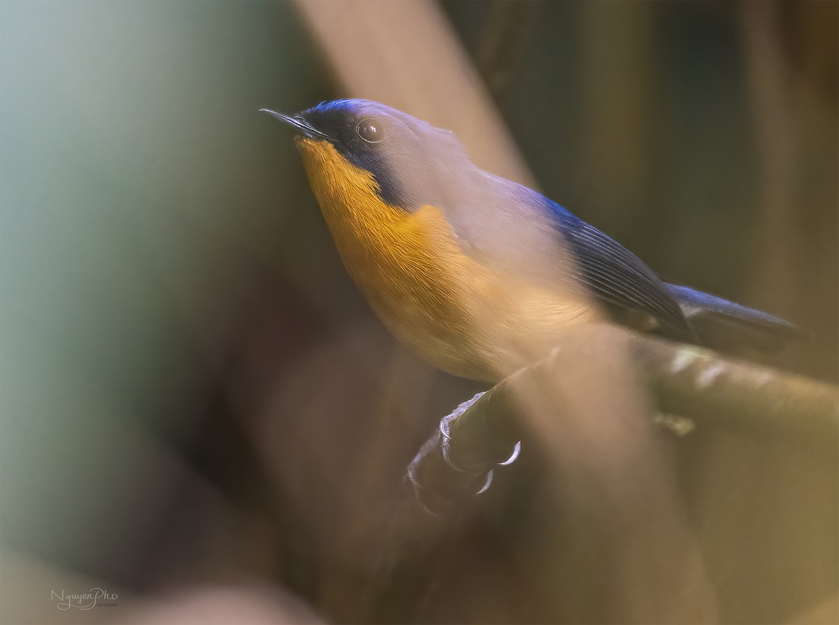 Pygmy Flycatcher - Nguyen Pho