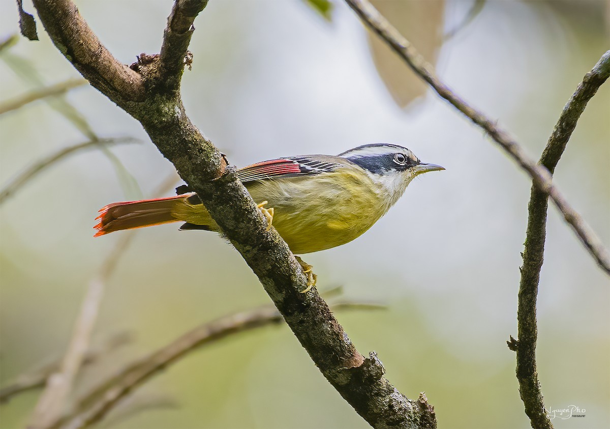 Red-tailed Minla - Nguyen Pho