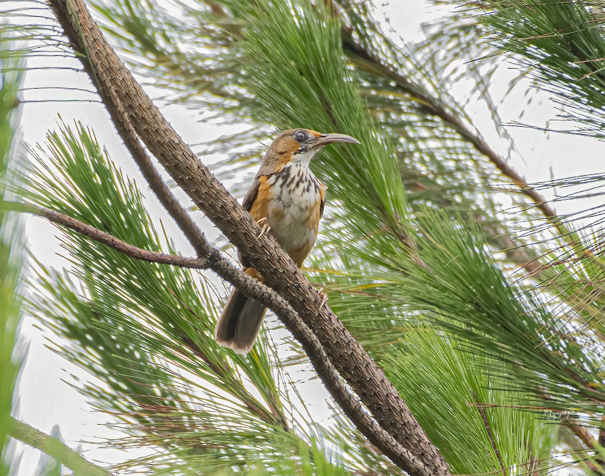 Black-streaked Scimitar-Babbler - Nguyen Pho