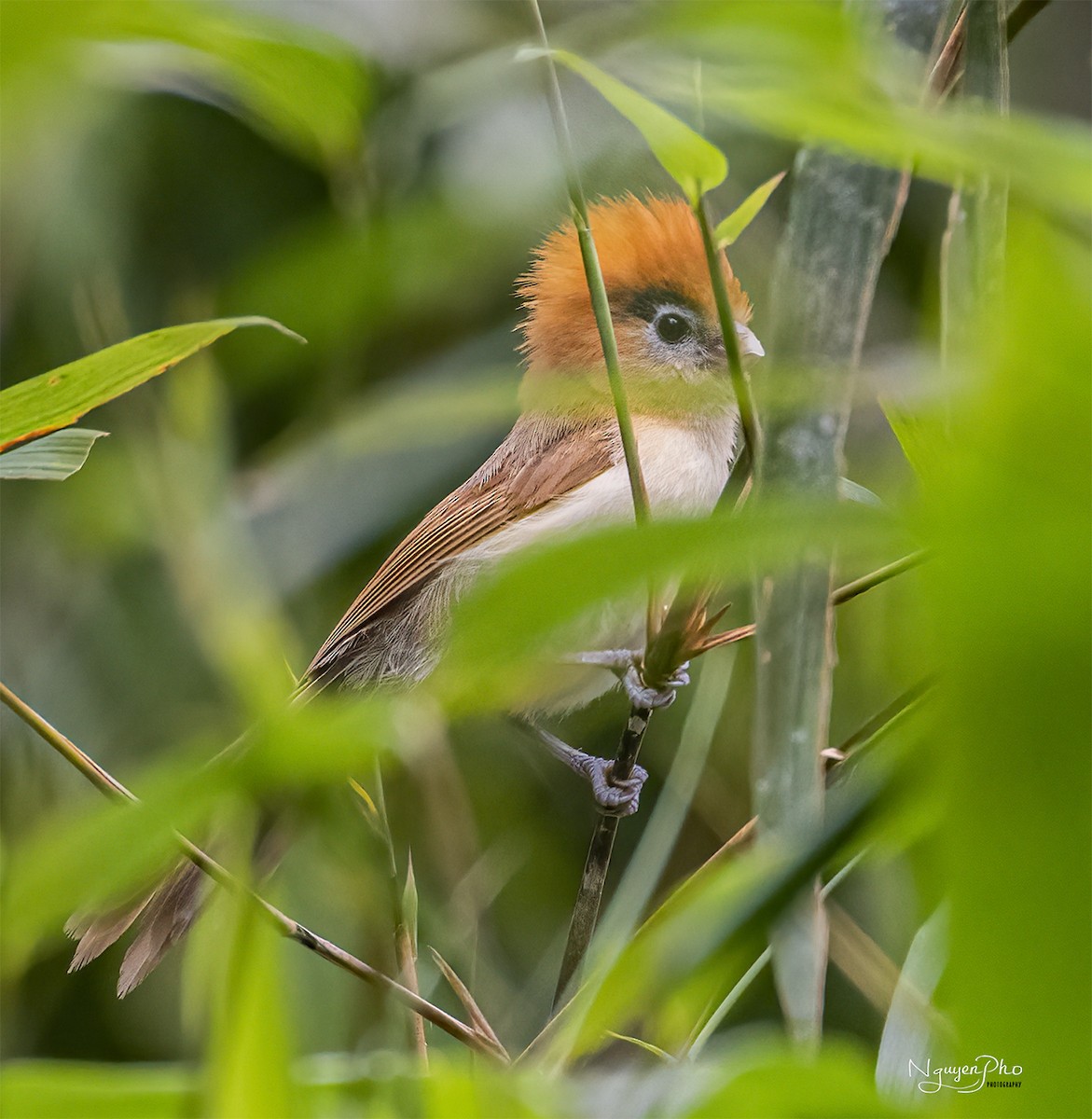 Paradoxornis à sourcils noirs - ML601222181