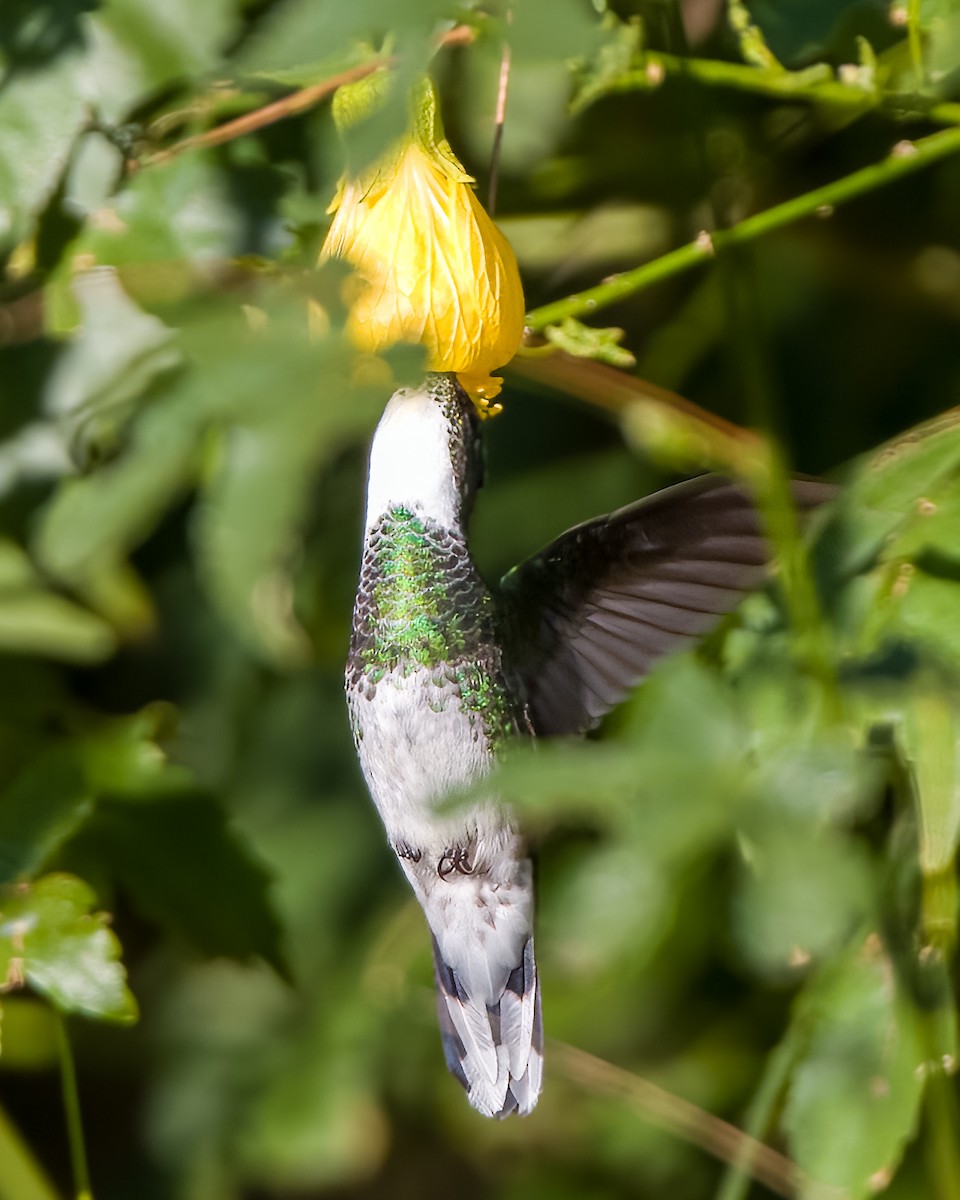 White-throated Hummingbird - ML601225041
