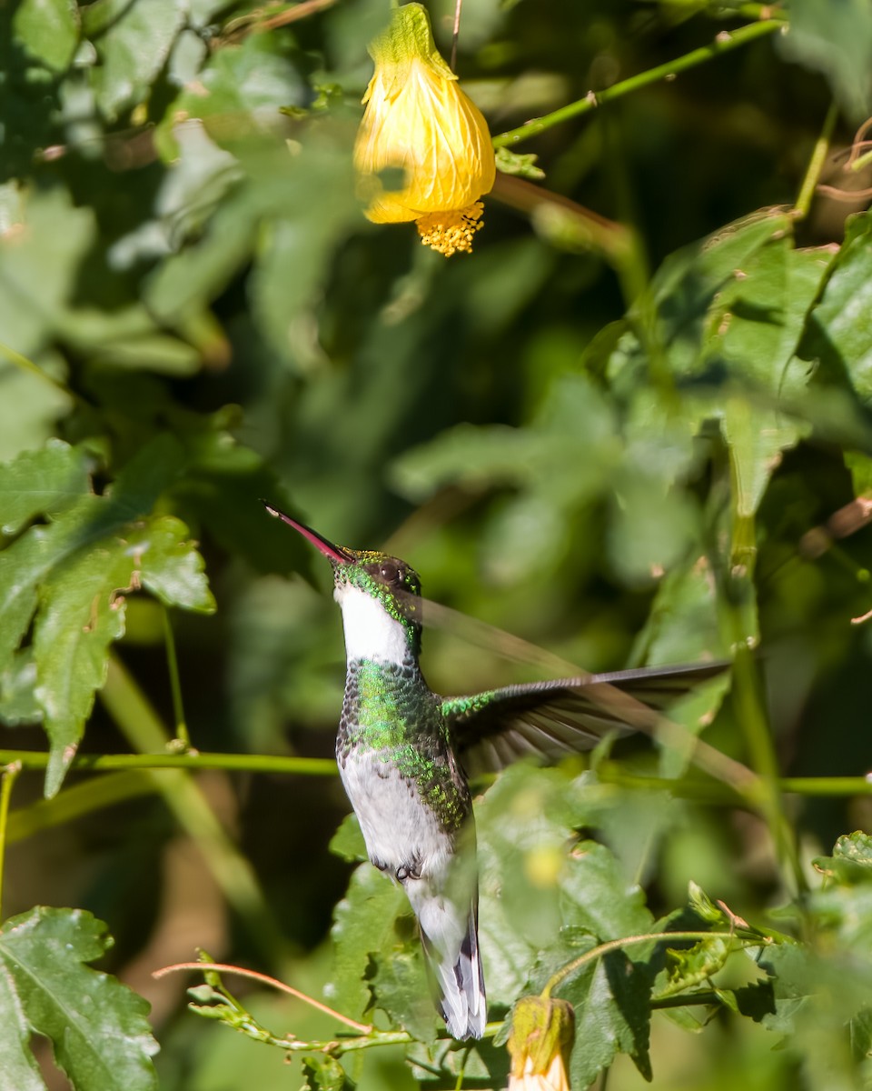 White-throated Hummingbird - ML601225061