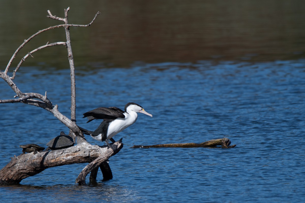 Pied Cormorant - Sangyoon Lee