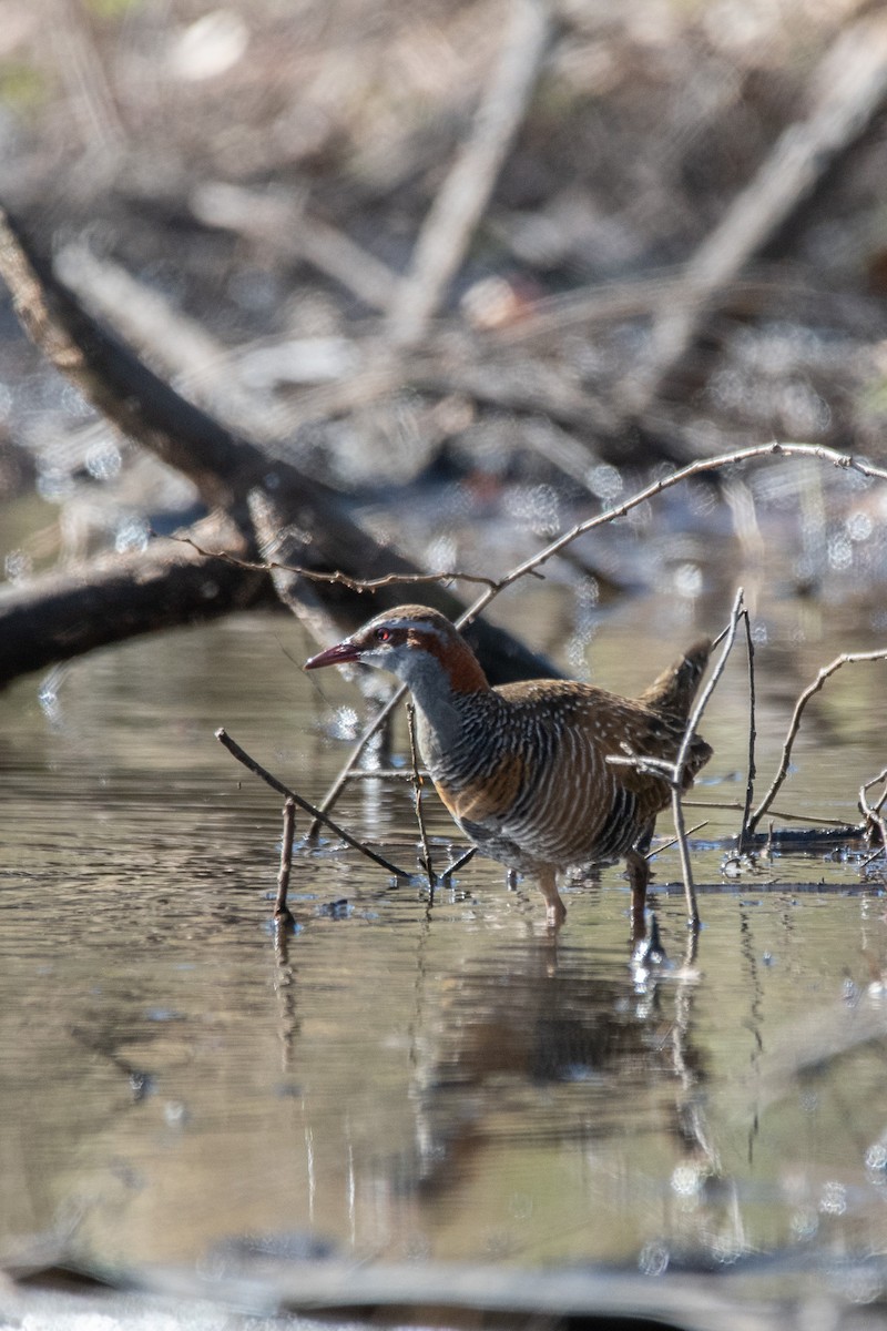 Buff-banded Rail - ML601226881