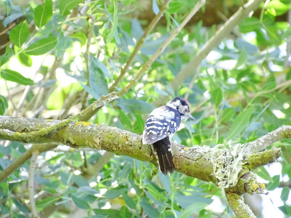 Lesser Spotted Woodpecker - ML601226901