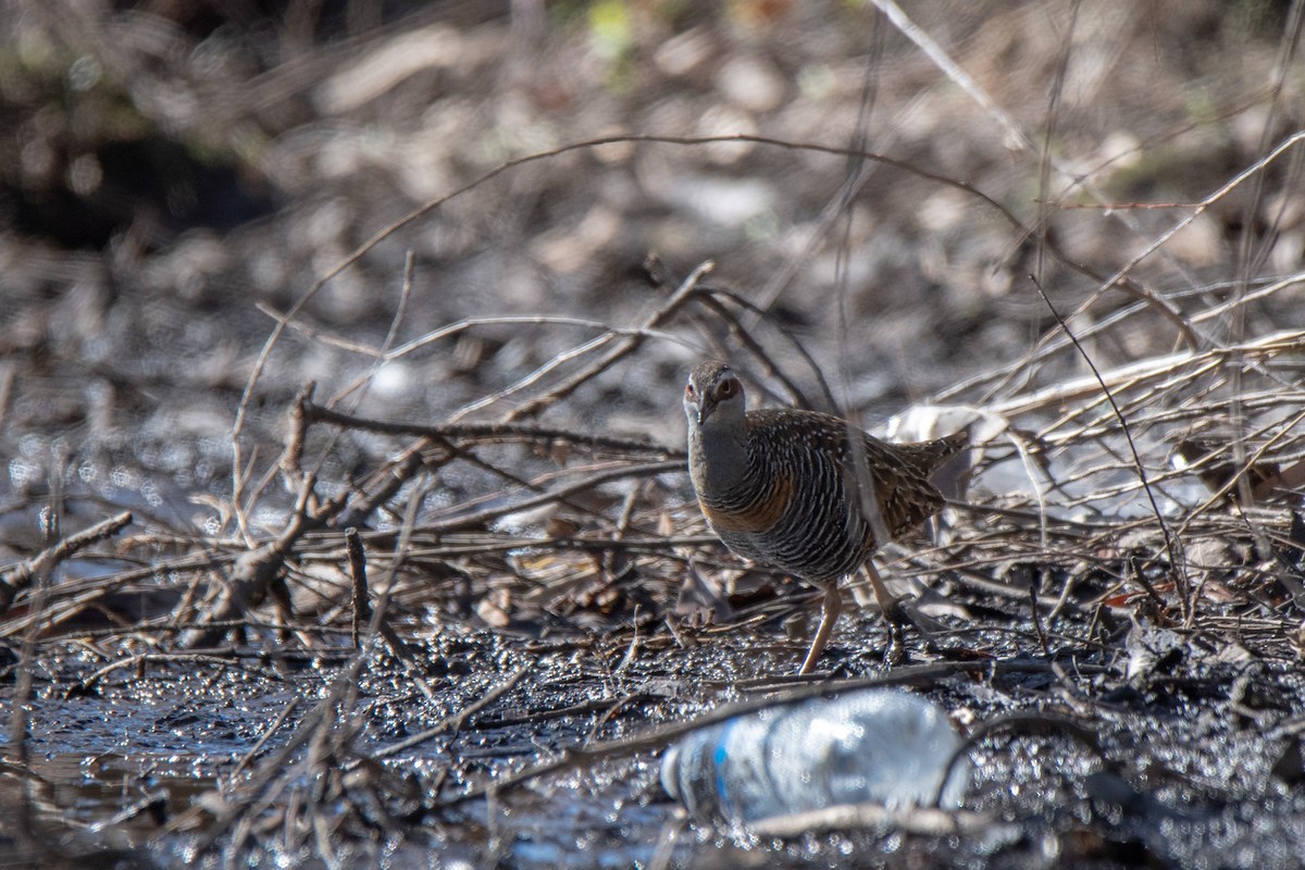 Buff-banded Rail - ML601226931