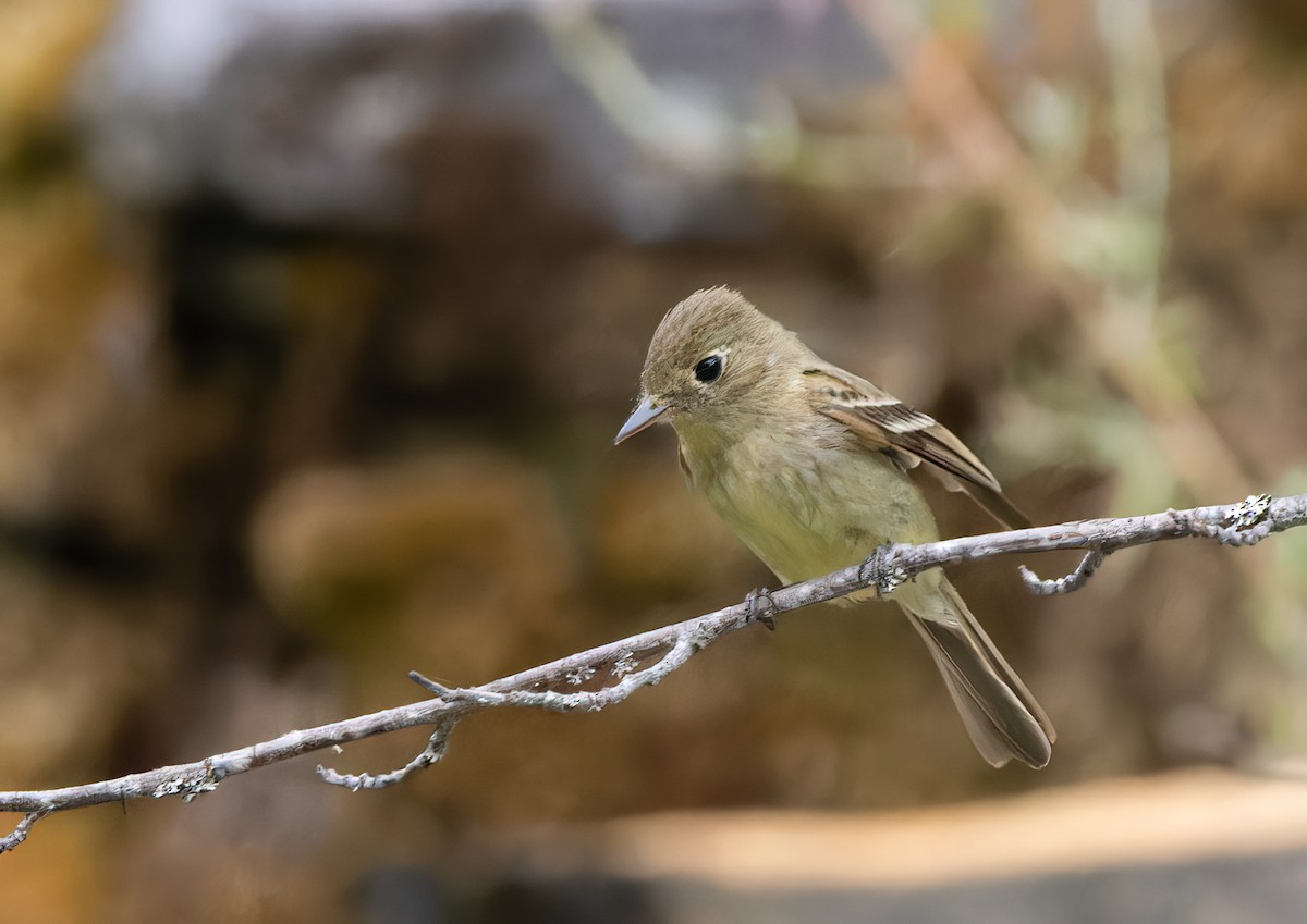 Western Flycatcher (Cordilleran) - ML601227841