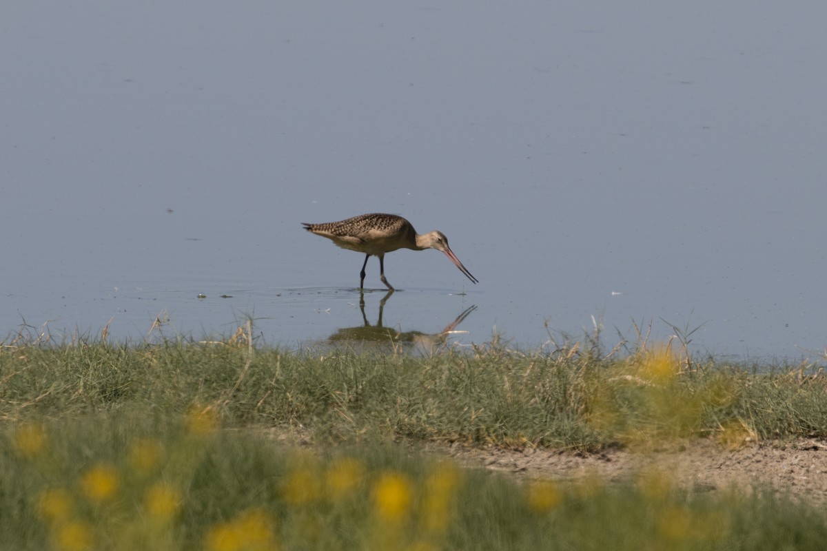 Marbled Godwit - ML601228251