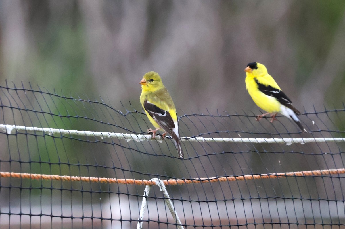 American Goldfinch - ML601228731