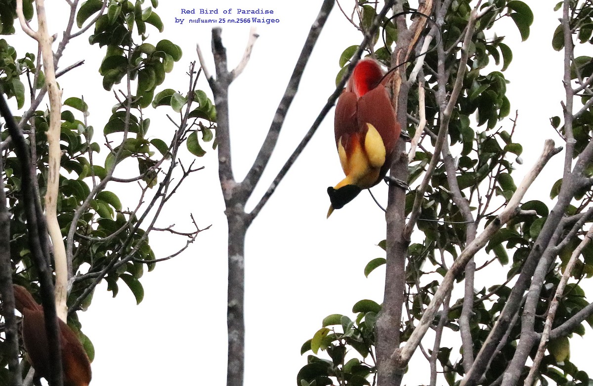 Red Bird-of-Paradise - ML601231001