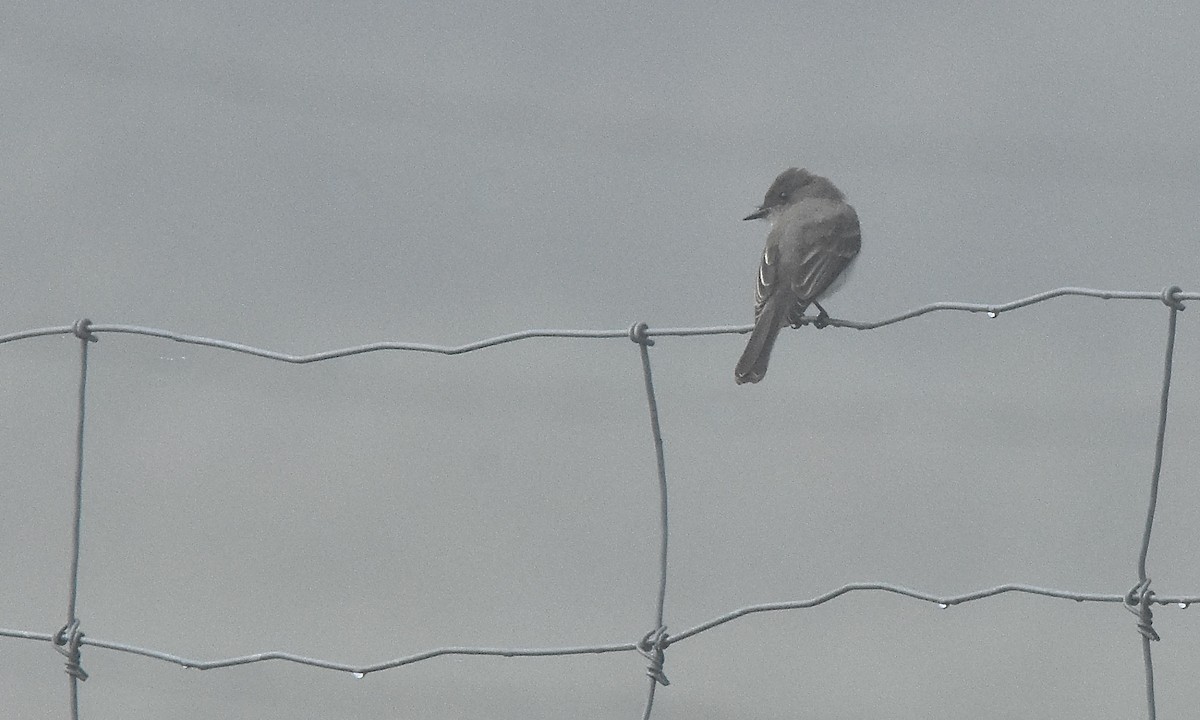 Eastern Phoebe - ML601231151